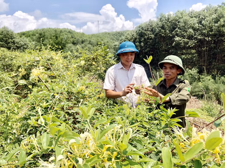 Lãnh đạo huyện Tiên Yên kiểm tra mô hình trồng cây dược liệu tại xã Đông Hải