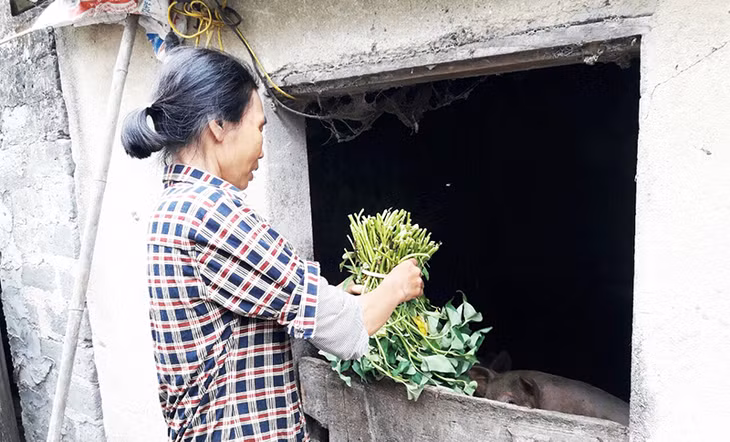 Chị Đỗ Thị Hằng, tổ 21A, khu Núi Gạc chăn sóc đàn lợn thịt của mình