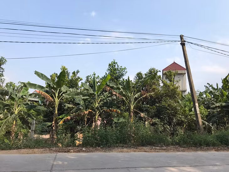 Thửa đất của hộ gia đình ông Triệu 