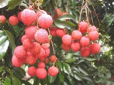 Quả vải giải độc, giúp tiêu hóa tốt.