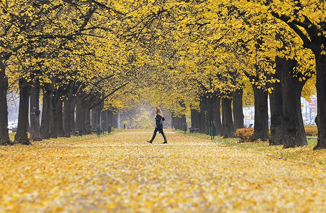 Một người phụ nữ đang tản bộ dưới những tán cây trong một công viên ở Moscow, Nga. Nhiệt độ trung bình của Moscow vào mùa thu giảm xuống còn 23,7 độ C.