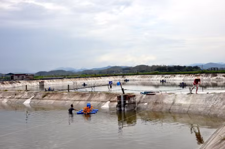 Đầm nuôi tôm theo phương pháp công nghiệp của gia đình anh Lê Văn Thuỷ, thôn Bắc, xã Vạn Ninh.