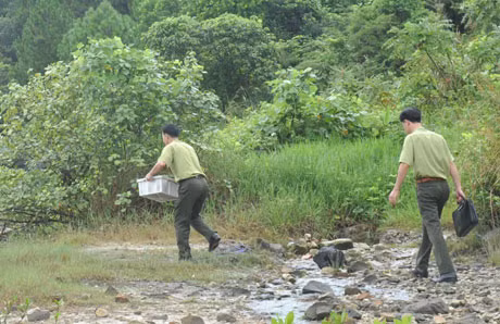 Lực lượng kiểm lâm tiến hành thả 2 con rắn hổ mang chúa về với tự nhiên.