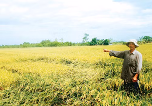 Tìm cây trồng phù hợp có lợi thế thay cây lúa vẫn là bài toán đối với nông dân.