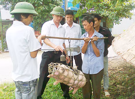 Cán bộ Hội CCB huyện Hải Hà trao lợn giống hỗ trợ hội viên Lỷ Phu Cường (ngoài cùng bên phải) ở xã Quảng Thịnh.
