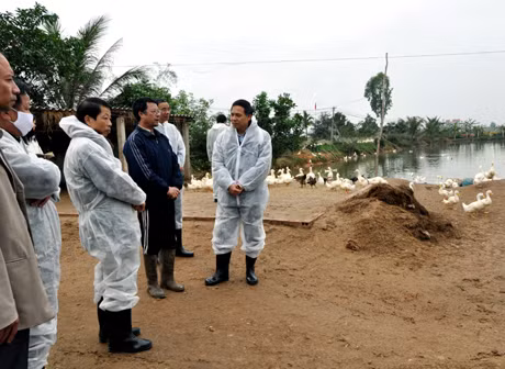 Đồng chí Đặng Huy Hậu, Phó Chủ tịch UBND tỉnh kiểm tra tình hình dịch cúm gia cầm tại xã Sông Khoai, TX Quảng Yên.