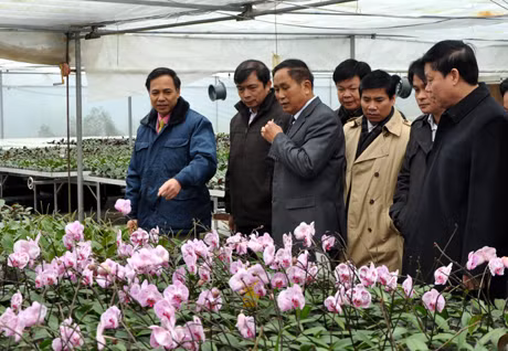 Đồng chí Đặng Huy Hậu, Phó Chủ tịch UBND tỉnh (Ngoài cùng bên trái) thăm khu vực sản xuất hoa lan cao cấp của Trung tâm Khoa học và sản xuất lâm nông nghiệp
