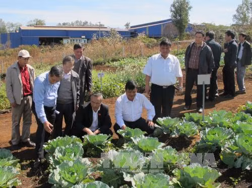 Đoàn giám sát Quốc hội đến kiểm tra thực tế tại vườn rau tại Gia Lai. Ảnh: Hoài Nam/TTXVN