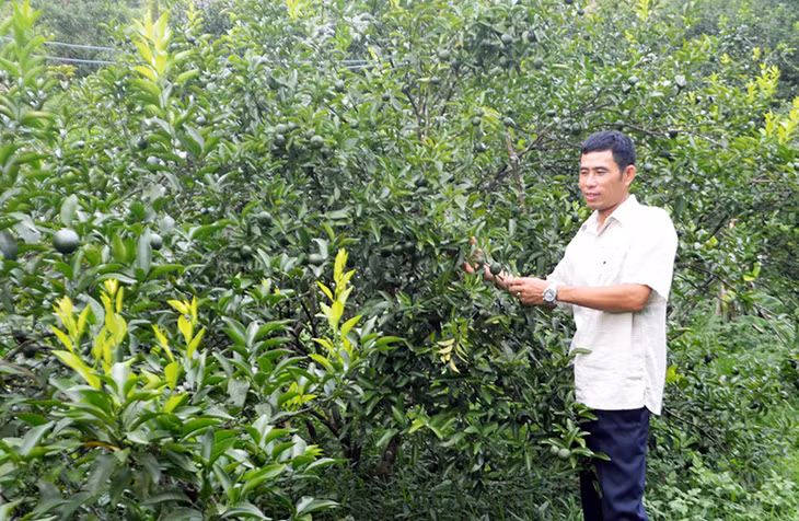 HTX Nông trang Vạn Yên (Vân Đồn), xây dựng mô hình HTX sản xuất theo chuỗi đưa sản phẩm cam Vạn Yên trở thành thương hiệu trên thị trường.