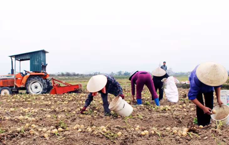 Nông dân xã Bình Dương (TX Đông Triều) xuống đồng thu hoạch khoai tây đầu năm 2017.