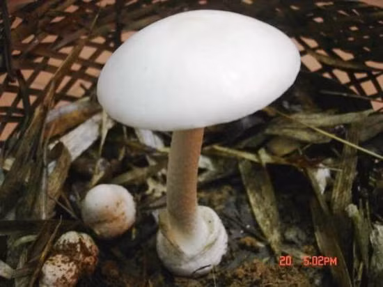 Nấm độc tán trắng.