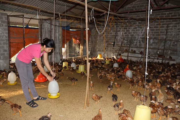 Mô hình trang trại gà thương phẩm của gia đình bà Đoàn Thị Thu Cúc, khu 8, thị trấn Trới (huyện Hoành Bồ).