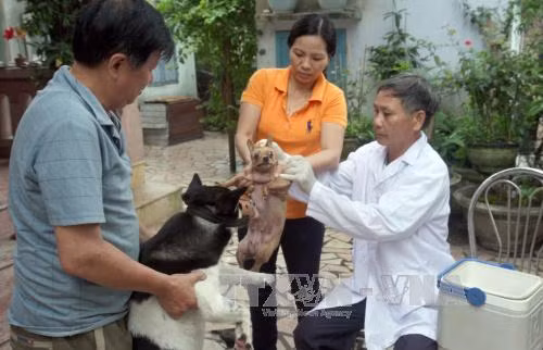 Tiêm vắc xin phòng bệnh dại cho đàn chó ở phường Tây Lộc, thành phố Huế. Ảnh: Đình Huệ/TTXVN
