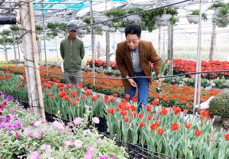 Khách hàng chọn mua hoa tulip tại vườn hoa của HTX Phước Long.