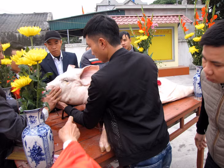 Lợn “ông Bồ” vào cúng Tổ, con lợn béo, khoẻ được cạo sạch lông và mổ phanh ra, đặt lên chiếc kiệu hoa, lấy 2 lá mỡ to và điểm thêm những bông hoa đỏ.