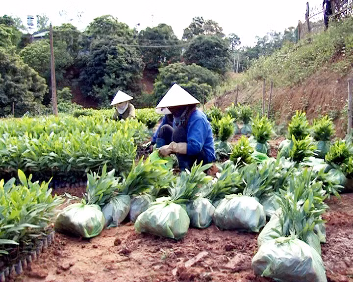Ba Chẽ phấn đấu trồng mới 3.500ha rừng và duy trì độ che phủ rừng trên 72,5%.