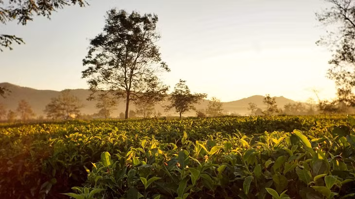 Biển hồ chè: Biển hồ chè là địa điểm bạn không nên bỏ qua khi đặt chân tới Pleiku. Địa điểm có sự kết hợp giữa hồ nước thủy lợi và đồi chè xanh ngát. Bất cứ du khách nào đến đây đều có