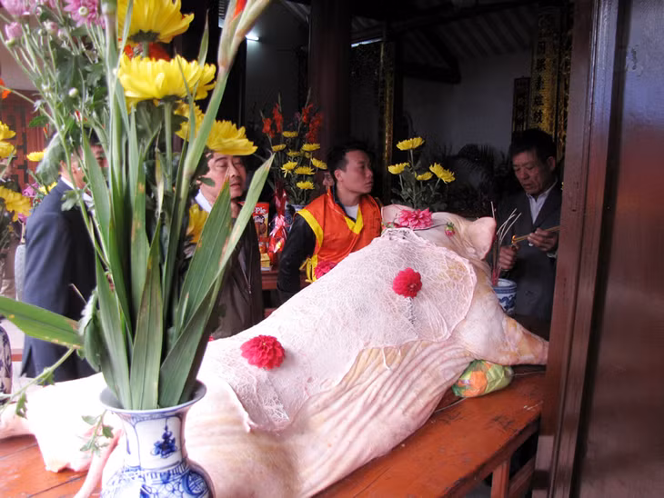Lợn “ông Bồ” được đưa vào nhà thờ làm lễ cúng Tổ.