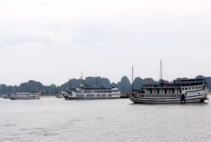 Tàu du lịch chở khách tham quan trên Vịnh Hạ Long