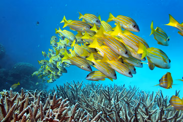 6. Rạn san hô Great Barrier. Là hệ thống rạn san hô lớn nhất thế giới bao gồm khoảng 3.000 tảng đá ngầm riêng rẽ và 900 hòn đảo, kéo dài khoảng 2.600 km, bao phủ một vùng có diện tích xấp xỉ 344.400 km2. Phần đá ngầm nằm ở khu vực biển San Hô, cách bờ biển Queensland về hướng Đông Bắc Australia.