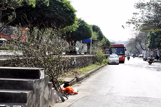 Dạo quanh một vòng thành phố Hạ Long không khó để có thể bắt gặp những hình ảnh ngổn ngang đào quất nằm trên vỉa hè, lòng đường hay gốc cây như thế này.