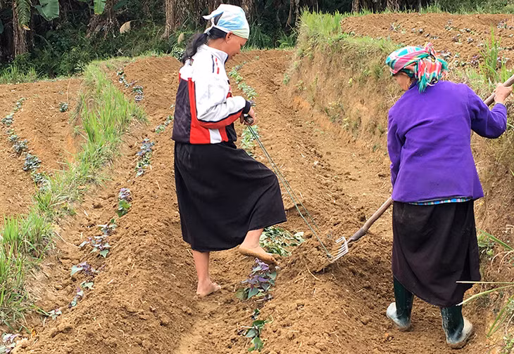 Bà con Sán Chỉ thôn Khe Lặc trồng khoai vụ xuân.