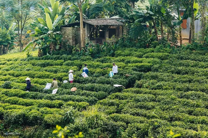 Không chỉ được biết đến với đặc sản là loại chè đặc biệt thơm ngon, vùng đất Thái Nguyên còn nổi danh với hồ núi Cốc thơ mộng và những đồi chè Tân Cương xanh bạt ngàn.
