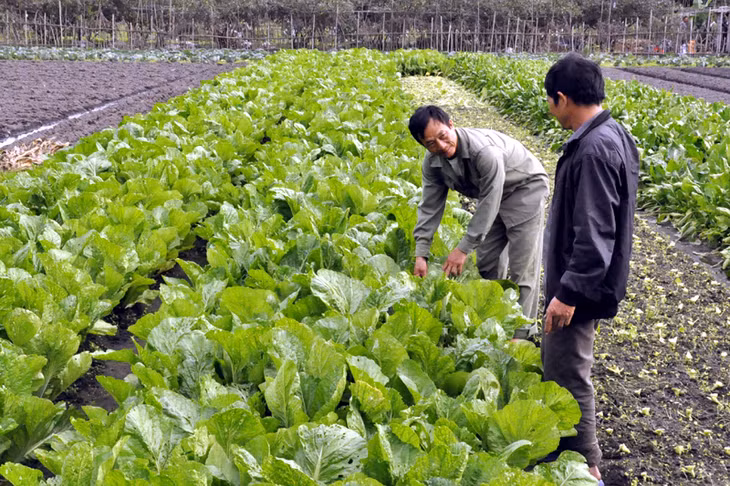 Các xã viên HTX Hà Tân, phường Hà Phong (TP Hạ Long) trao đổi kinh nghiệm trồng cải bó xôi.