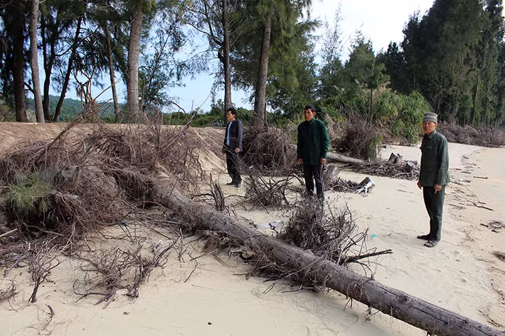 Người dân phản ánh tình trạng triều cường xâm thực tại rừng phi lao thôn Đầu Rồng, xã đảo Cái Chiên, huyện Hải Hà.