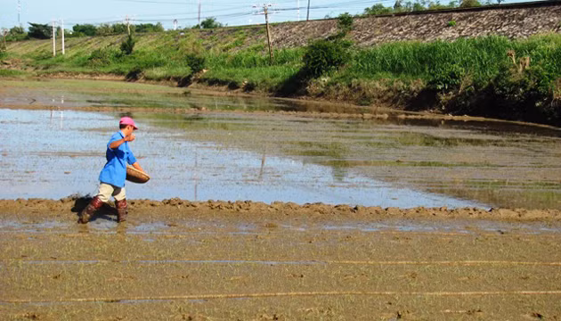 Nông dân xã An Định phải sạ chồng lên lúa cũ và phun thuốc mở rễ.