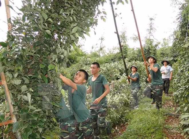 Bộ đội biên phòng tỉnh Bình Phước hỗ trợ người dân xã Lộc Thuận (Lộc Ninh) dựng lại những trụ tiêu bị đổ. (Ảnh: Thế Cường/TTXVN)