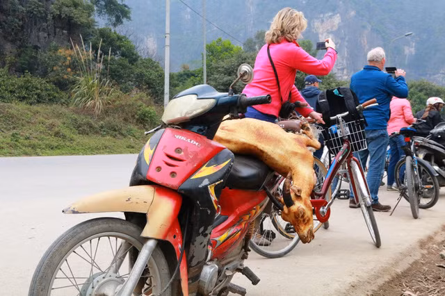 Một con dê bị giết thịt nằm lăn lóc trên chiếc xe máy cà tàng.