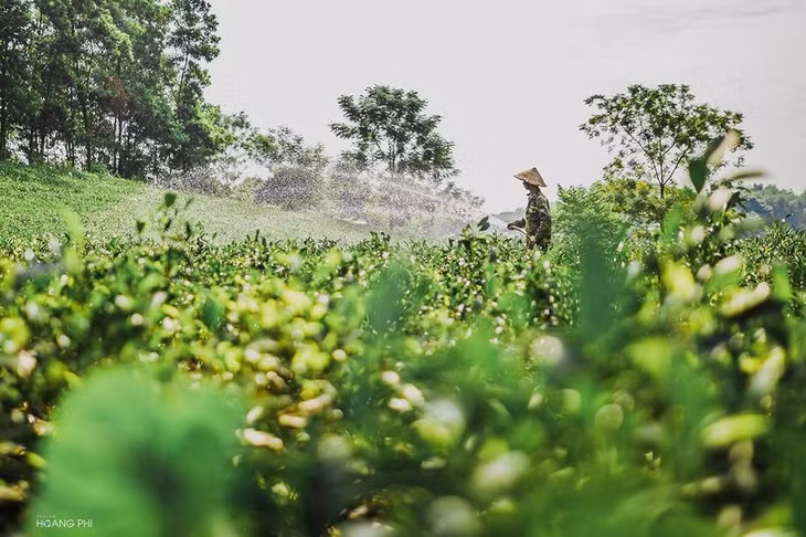 Buổi sáng bắt đầu trên mảnh đất tuyệt đẹp này bằng những hoạt động bình dị của người nông dân trồng chè. Người hái búp, người tưới cây nhộn nhịp một vùng.
