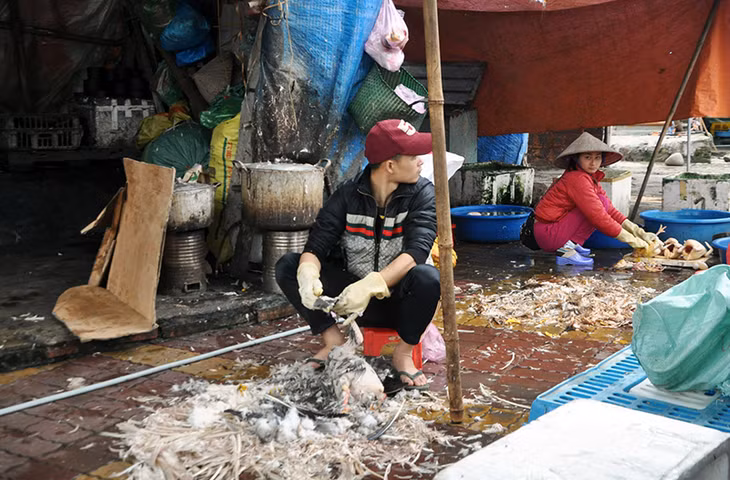 Các hộ buôn bán, giết mổ gia cầm tại chợ ASEAN (chợ 4) Móng Cái dường như vẫn rất chủ quan với việc phòng, chống dịch cúm A (H7N9).