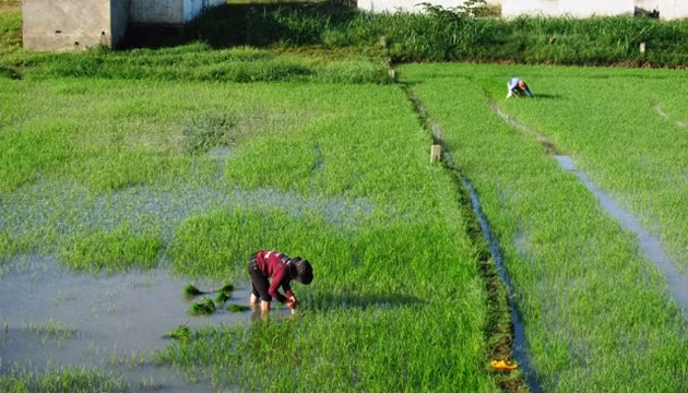 Đến nay một số diện tích lúa ở thị trấn La Hai, huyện Đồng Xuân, vẫn còn ngập nước.