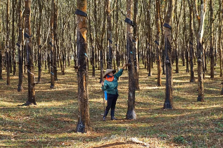 Công nhân nông trường cạo mủ cao su. Ảnh: Huyen Chen.