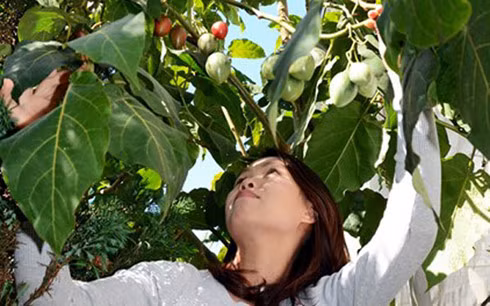 Chị Thủy bên cây cà chua thân gỗ Tamarillo.