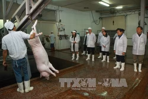 Đoàn giám sát Quốc hội kiểm tra tại khu giết mổ của Công ty Huy Quang, phường Lê Lợi, huyện An Dương, thành phố Hải Phòng. Ảnh: Lâm Khánh/TTXVN