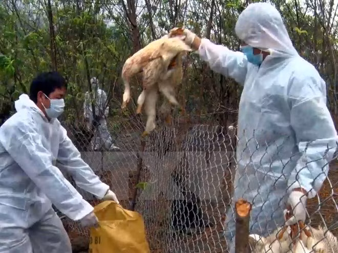 Lực lượng chức năng tỉnh Lai Châu tiến hành tiêu hủy gia cầm dương tính với virus cúm gia cầm H5N6. (Ảnh: Nguyễn Công Hải/TTXVN)