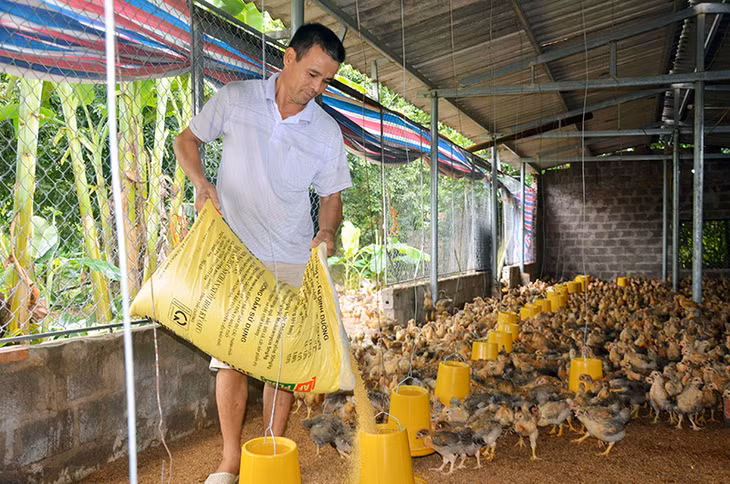 Mô hình nuôi gà của hộ anh Trần Quang Khương, Chủ nhiệm CLB Nông trang Dực Yên (huyện Đầm Hà).