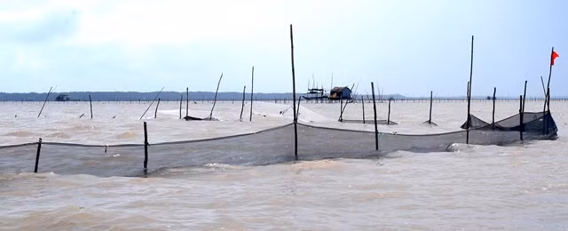Hơn 15 năm về trước, chính quyền tỉnh Cà Mau nỗ lực “giải tỏa trắng” Bãi Bồi nhưng giờ lại cho doanh nghiệp bao ví nuôi sò huyết, “lách” dân nghèo khỏi bãi mưu sinh truyền thống
