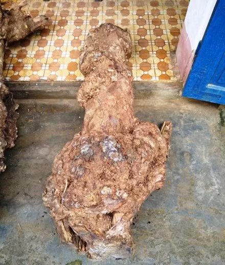 Một phần cây hương giáng mà người dân khai thác trái phép bị Hạt Kiểm lâm VQG Phong Nha - Kẻ Bàng phát hiện, bắt giữ.