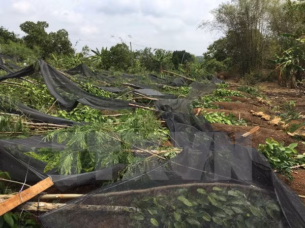 Lốc xoáy làm gãy đổ hơn 70.000 trụ tiêu tại Bình Phước. (Ảnh: Thế Cường/TTXVN)