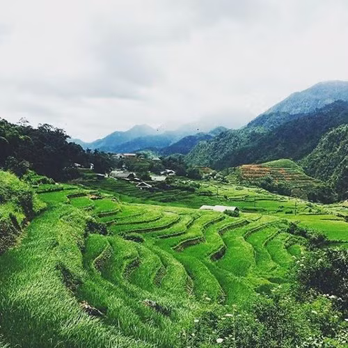  Những ruộng bậc thang thoai thoải, xanh mướt ở Sapa trong lúc anh chàng đi phượt. Ảnh BO 