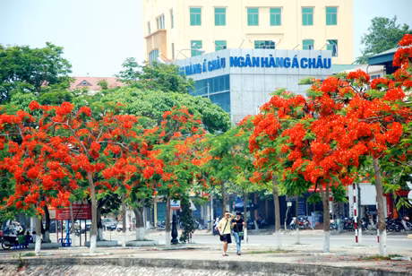Nắng hạ về, TP Hạ long rực rỡ phượng hồng.