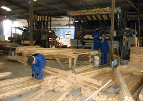 Sản xuất ván ép cao cấp phục vụ xuất khẩu tại Công ty CP Chế biến lâm sản Quảng Ninh.