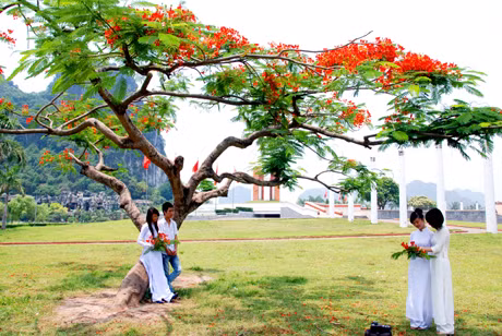 Hoa phượng không chỉ đẹp bởi sắc đỏ quyễn rũ mà còn là dấu ấn khó phai của bao thế hệ học trò.