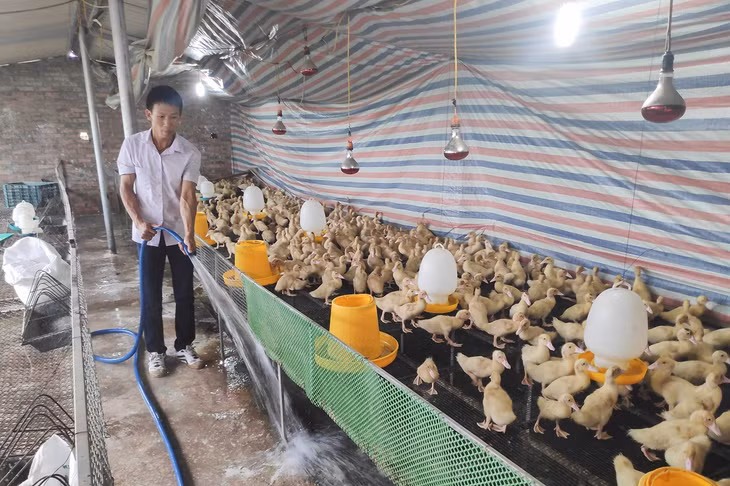 Một mô hình nuôi ngan, gà thương phẩm của nông dân thôn Trung Sơn (xã Quảng Lợi, huyện Đầm Hà) đáp ứng tốt nhu cầu tiêu dùng của người dân trong vùng.
