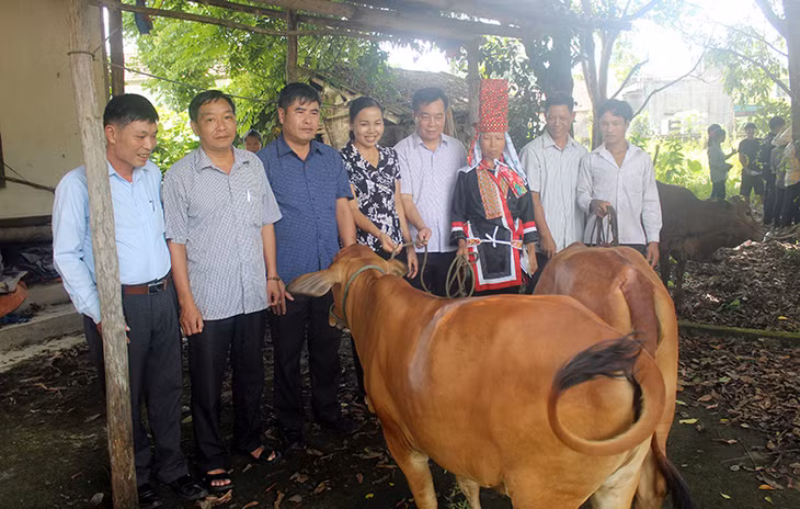 Hội Nông dân tỉnh trao bò sinh sản cho các hộ nghèo, cận nghèo của xã Quảng Sơn. Ảnh Thanh Trường (CTV)