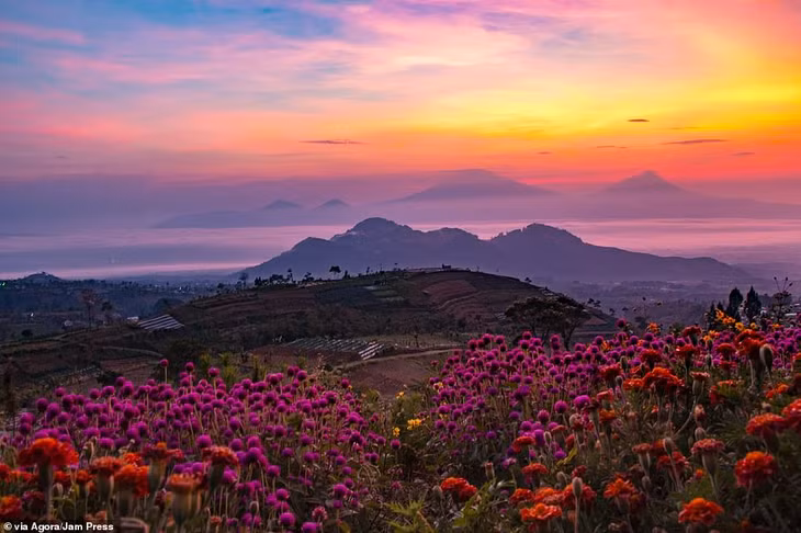 Chiêm ngưỡng thêm một số tác phẩm ấn tượng được gửi về cuộc thi năm nay. Trên đây là bức ảnh của nhiếp ảnh gia Micky Demsy chụp một cánh đồng hoa nổi bật dưới nền trời màu tím và cam tuyệt đẹp trong buổi hoàng hôn ở Indonesia.